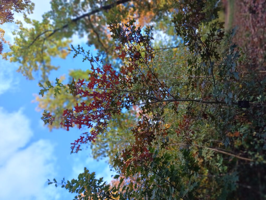 Natürlicher Grabschmuck